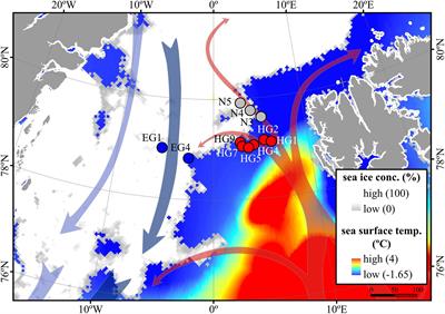 Spatial Distribution of Arctic Bacterioplankton Abundance Is Linked to Distinct Water Masses and Summertime Phytoplankton Bloom Dynamics (Fram Strait, 79°N)